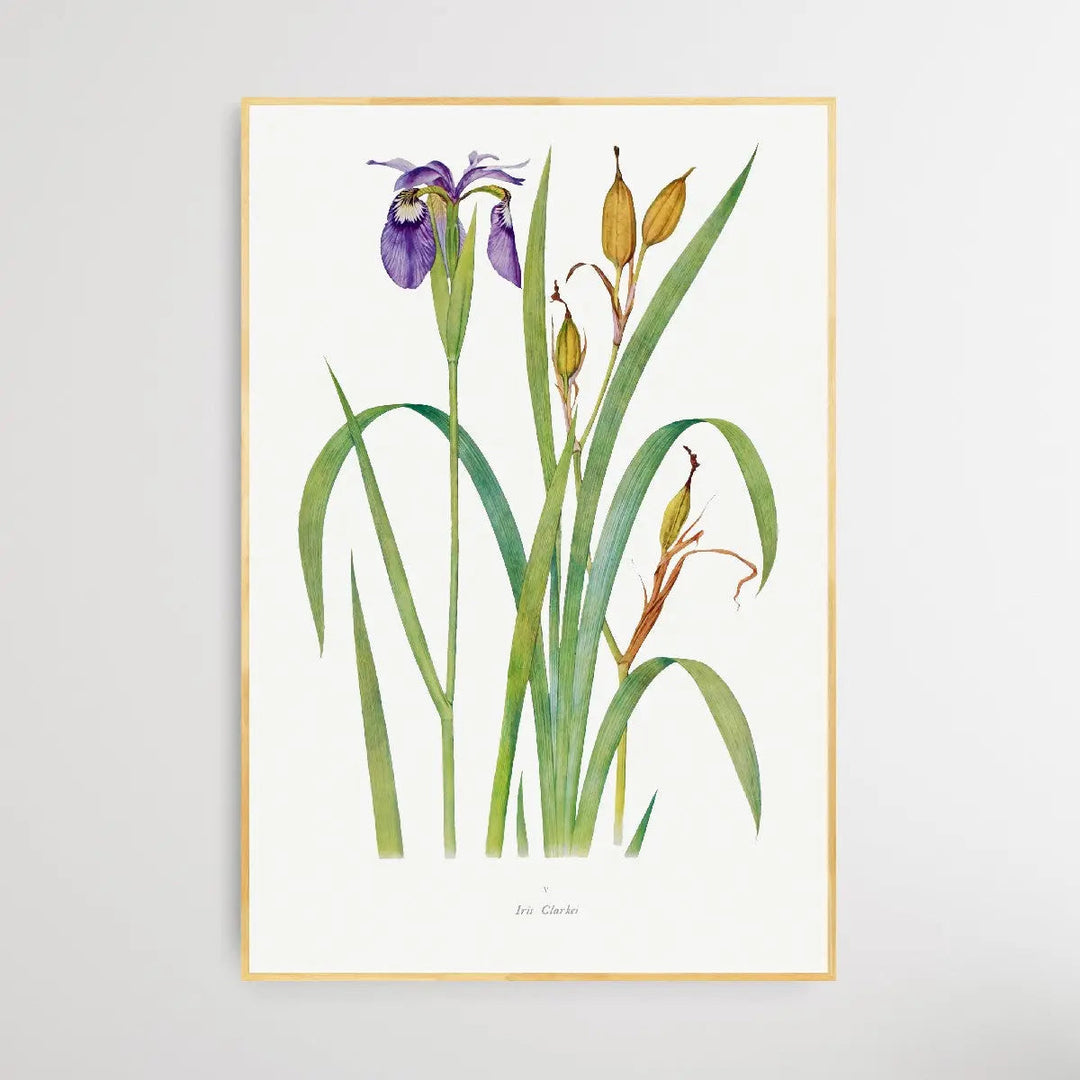 Iris Clarkei (1913) by William Rickatson Dykes I Heart Wall Art Australia 