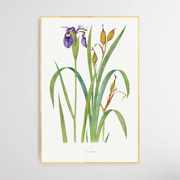 Iris Clarkei (1913) by William Rickatson Dykes I Heart Wall Art Australia 