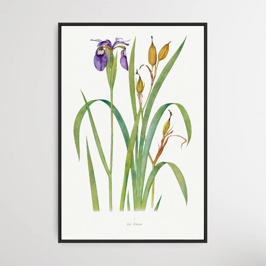 Iris Clarkei (1913) by William Rickatson Dykes I Heart Wall Art Australia 
