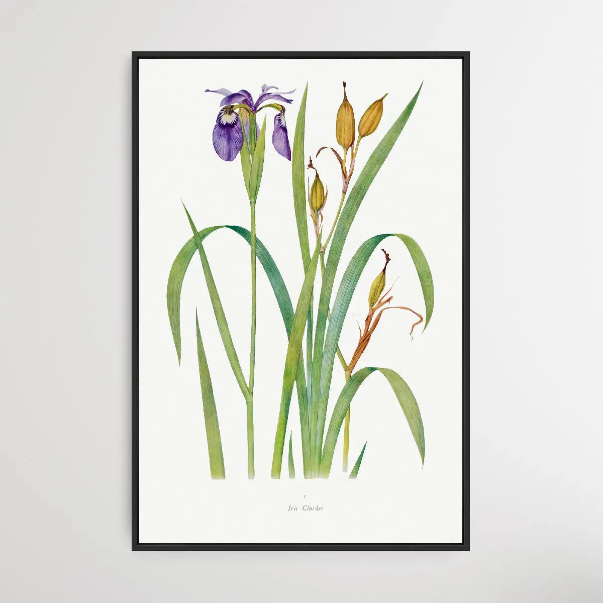Iris Clarkei (1913) by William Rickatson Dykes I Heart Wall Art Australia 