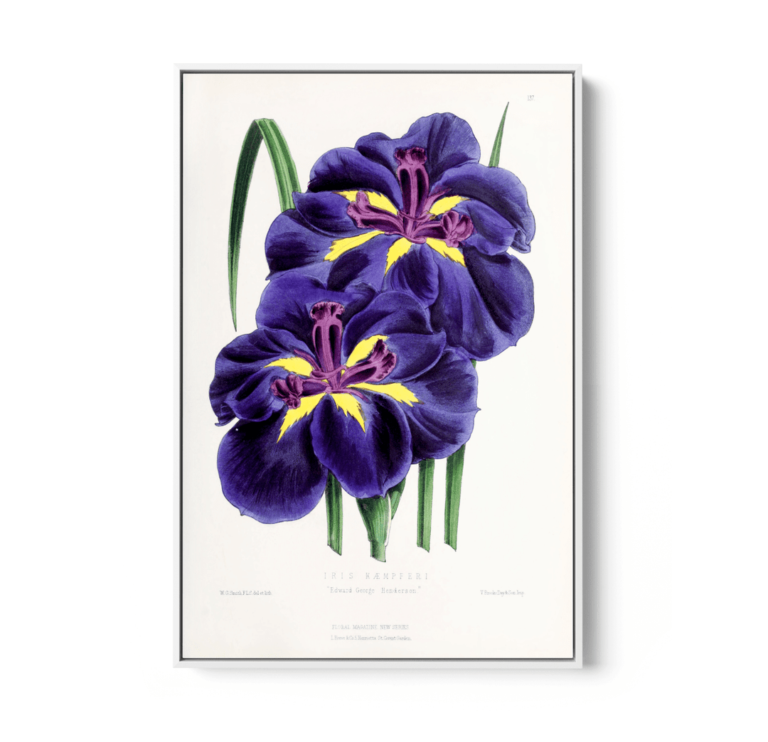 Iris from The Floral Magazine (1861 - 1881) by Worthington G. Smith, John N. Fitch and Walter H. Fitch - Botanical Illustration Stretched Canvas or Wall Art Print - I Heart Wall Art - Poster Print, Canvas Print or Framed Art Print