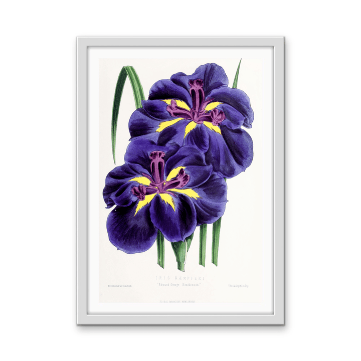 Iris from The Floral Magazine (1861 - 1881) by Worthington G. Smith, John N. Fitch and Walter H. Fitch - Botanical Illustration Stretched Canvas or Wall Art Print - I Heart Wall Art - Poster Print, Canvas Print or Framed Art Print