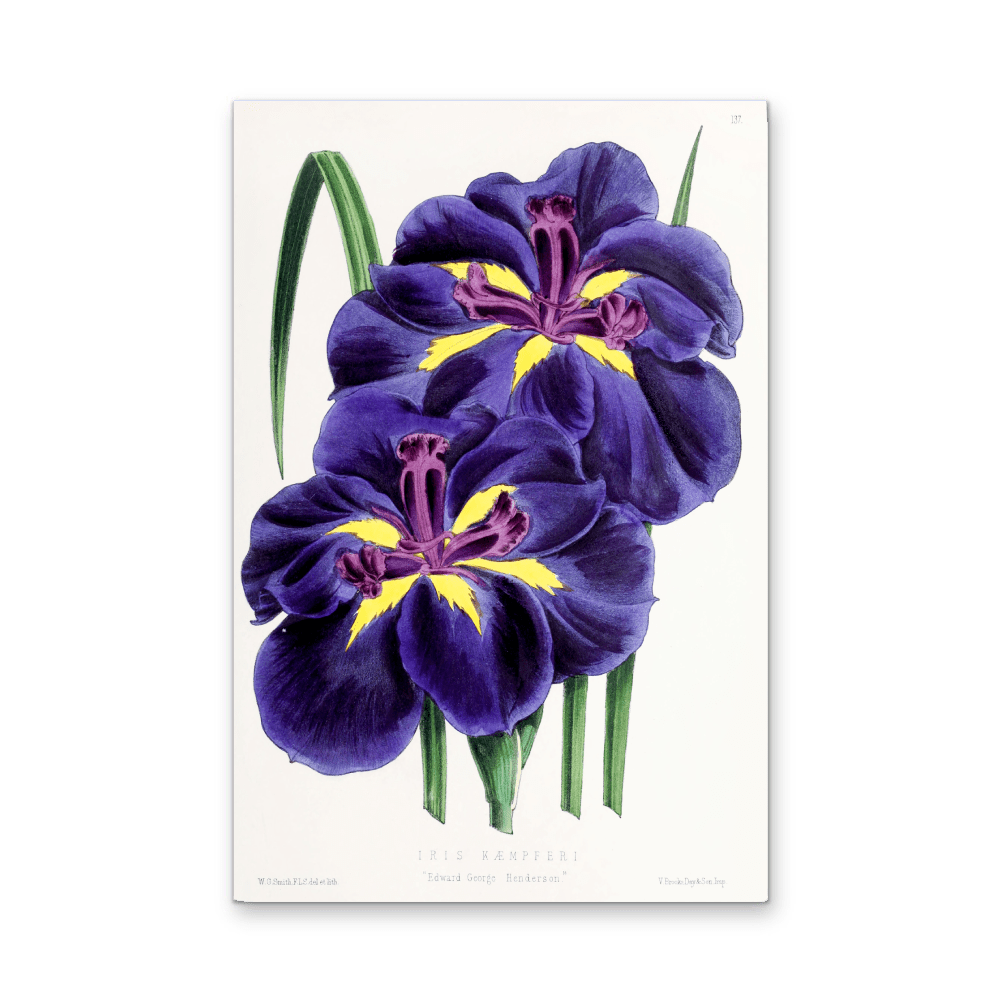 Iris from The Floral Magazine (1861 - 1881) by Worthington G. Smith, John N. Fitch and Walter H. Fitch - Botanical Illustration Stretched Canvas or Wall Art Print - I Heart Wall Art - Poster Print, Canvas Print or Framed Art Print