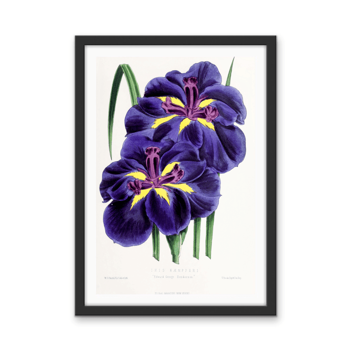 Iris from The Floral Magazine (1861 - 1881) by Worthington G. Smith, John N. Fitch and Walter H. Fitch - Botanical Illustration Stretched Canvas or Wall Art Print - I Heart Wall Art - Poster Print, Canvas Print or Framed Art Print