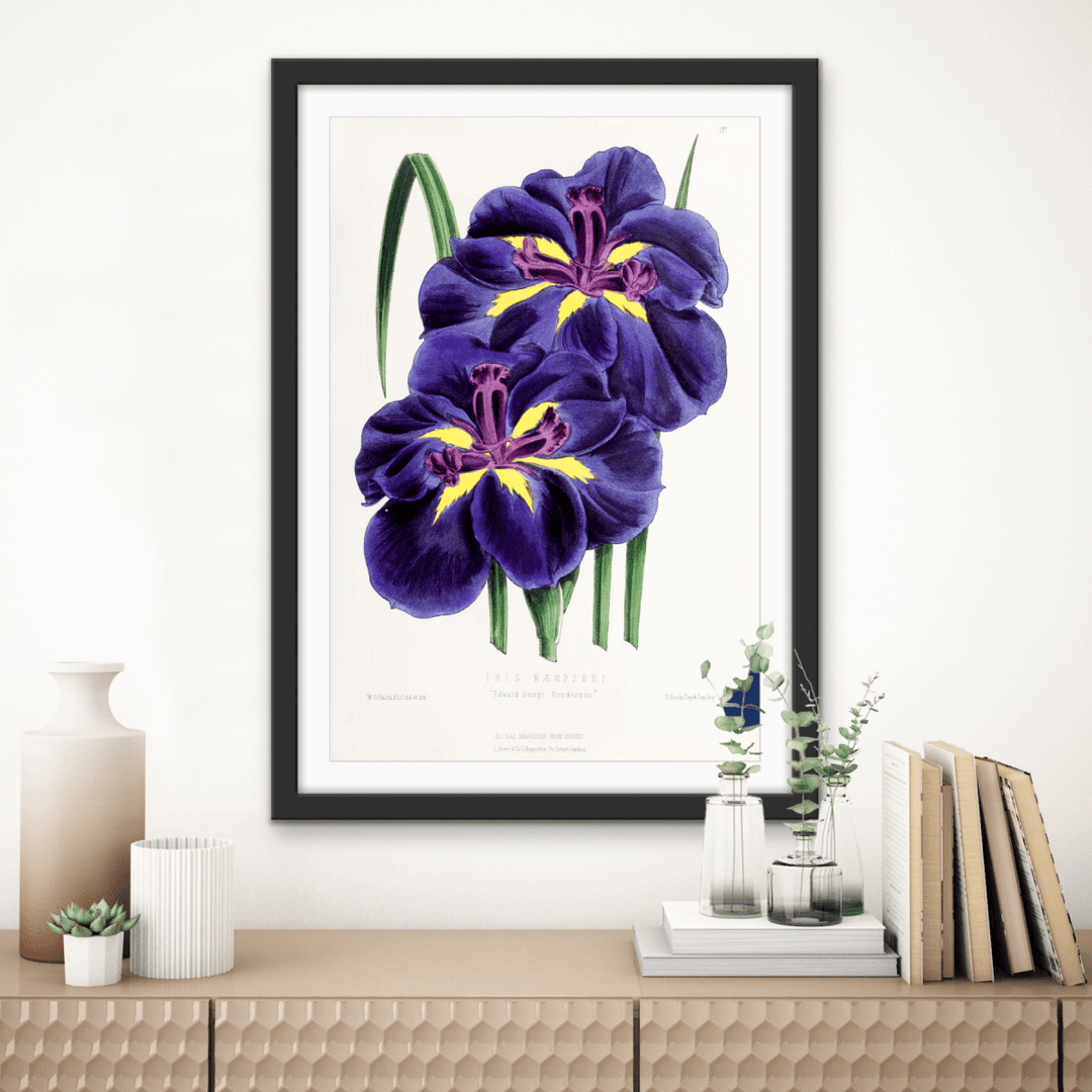 Iris from The Floral Magazine (1861 - 1881) by Worthington G. Smith, John N. Fitch and Walter H. Fitch - Botanical Illustration Stretched Canvas or Wall Art Print - I Heart Wall Art - Poster Print, Canvas Print or Framed Art Print