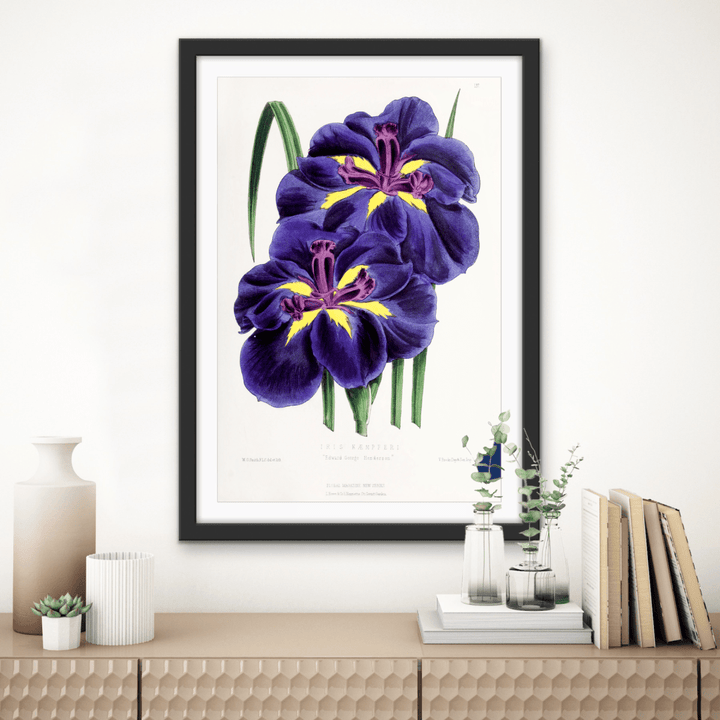 Iris from The Floral Magazine (1861 - 1881) by Worthington G. Smith, John N. Fitch and Walter H. Fitch - Botanical Illustration Stretched Canvas or Wall Art Print - I Heart Wall Art - Poster Print, Canvas Print or Framed Art Print