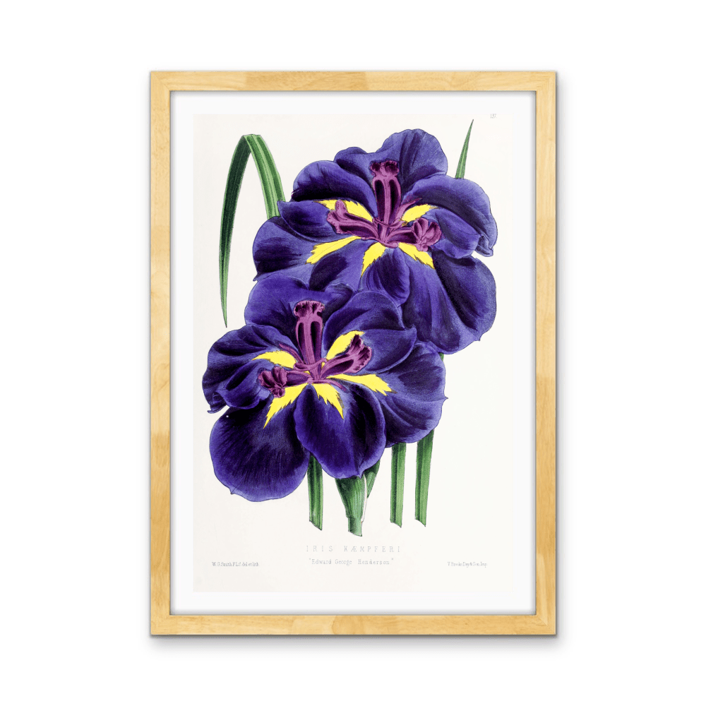 Iris from The Floral Magazine (1861 - 1881) by Worthington G. Smith, John N. Fitch and Walter H. Fitch - Botanical Illustration Stretched Canvas or Wall Art Print - I Heart Wall Art - Poster Print, Canvas Print or Framed Art Print