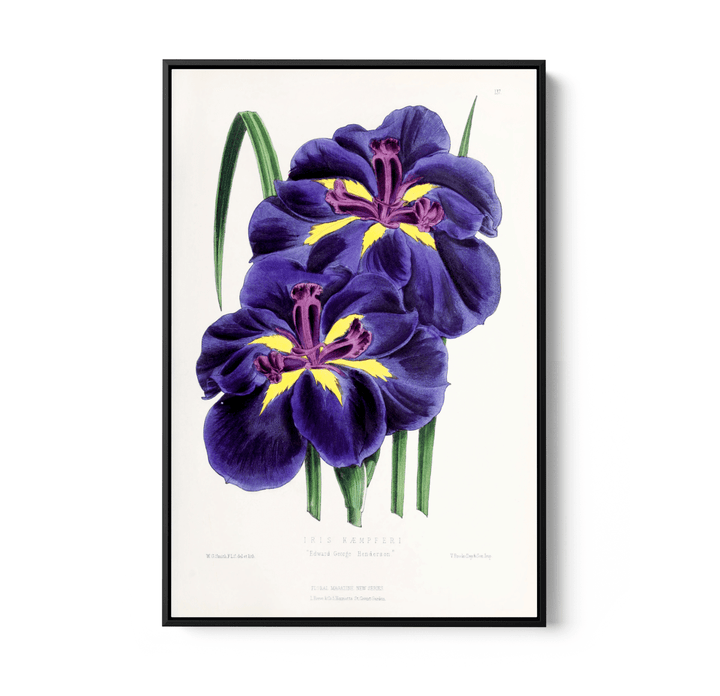 Iris from The Floral Magazine (1861 - 1881) by Worthington G. Smith, John N. Fitch and Walter H. Fitch - Botanical Illustration Stretched Canvas or Wall Art Print - I Heart Wall Art - Poster Print, Canvas Print or Framed Art Print