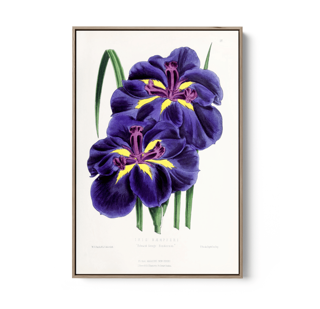 Iris from The Floral Magazine (1861 - 1881) by Worthington G. Smith, John N. Fitch and Walter H. Fitch - Botanical Illustration Stretched Canvas or Wall Art Print - I Heart Wall Art - Poster Print, Canvas Print or Framed Art Print