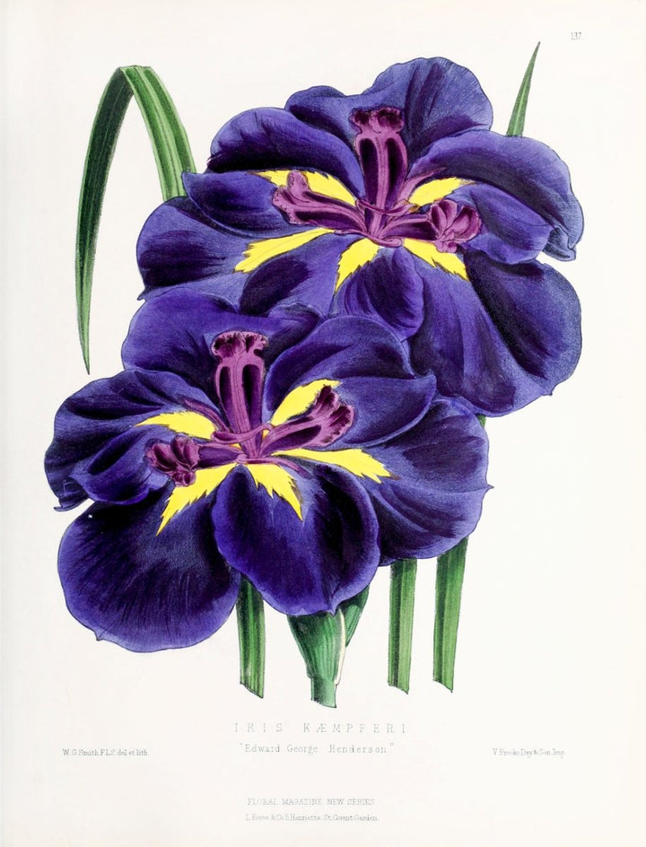 Iris from The Floral Magazine (1861 - 1881) by Worthington G. Smith, John N. Fitch and Walter H. Fitch - Botanical Illustration Stretched Canvas or Wall Art Print - I Heart Wall Art - Poster Print, Canvas Print or Framed Art Print
