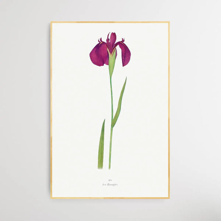 Iris Kaempferi by William Rickatson Dykes I Heart Wall Art Australia 
