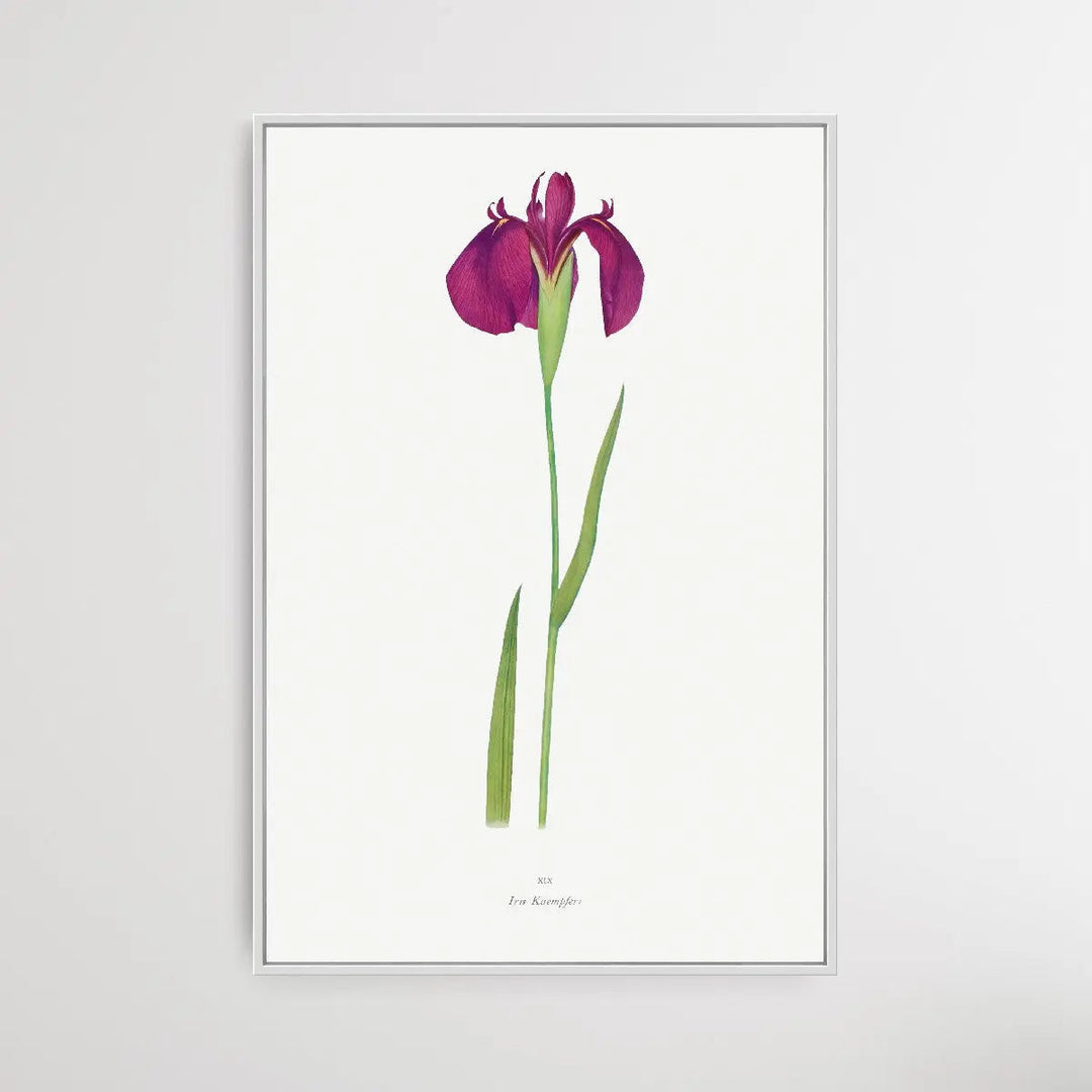 Iris Kaempferi by William Rickatson Dykes I Heart Wall Art Australia 