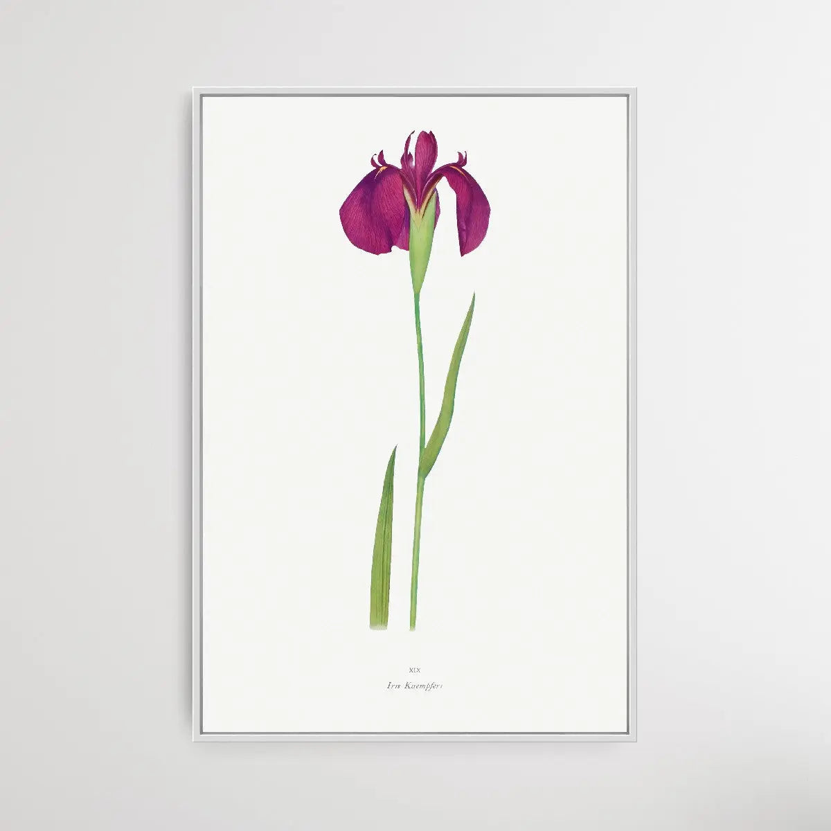 Iris Kaempferi by William Rickatson Dykes I Heart Wall Art Australia 