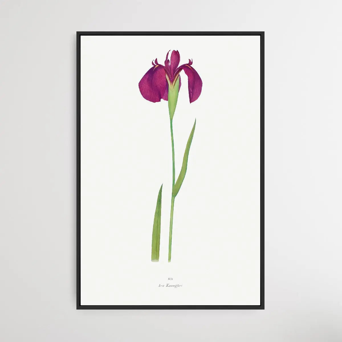 Iris Kaempferi by William Rickatson Dykes I Heart Wall Art Australia 