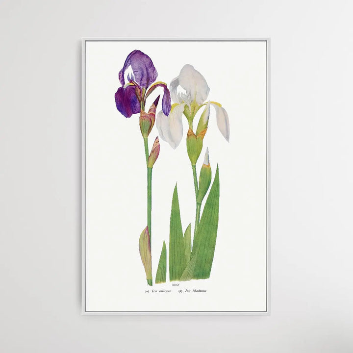 Iris Madonna by William Rickatson Dykes I Heart Wall Art Australia 