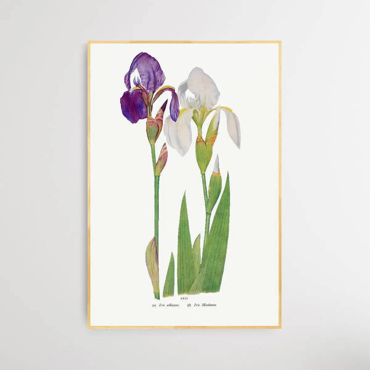 Iris Madonna by William Rickatson Dykes I Heart Wall Art Australia 