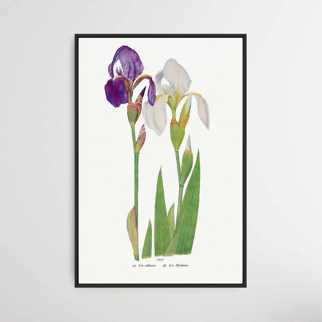 Iris Madonna by William Rickatson Dykes I Heart Wall Art Australia 