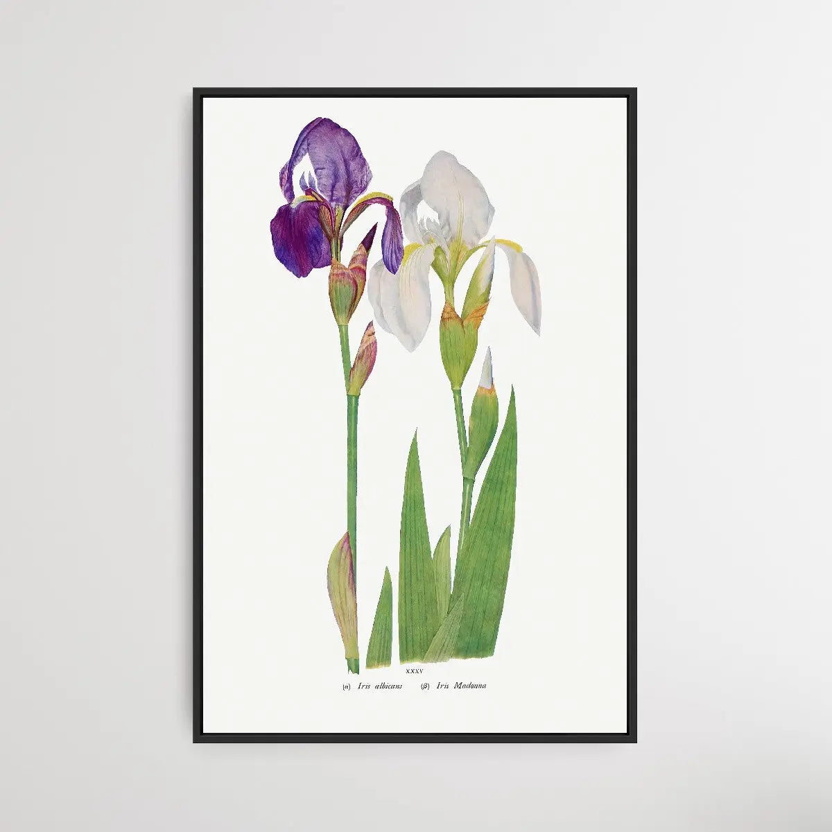 Iris Madonna by William Rickatson Dykes I Heart Wall Art Australia 