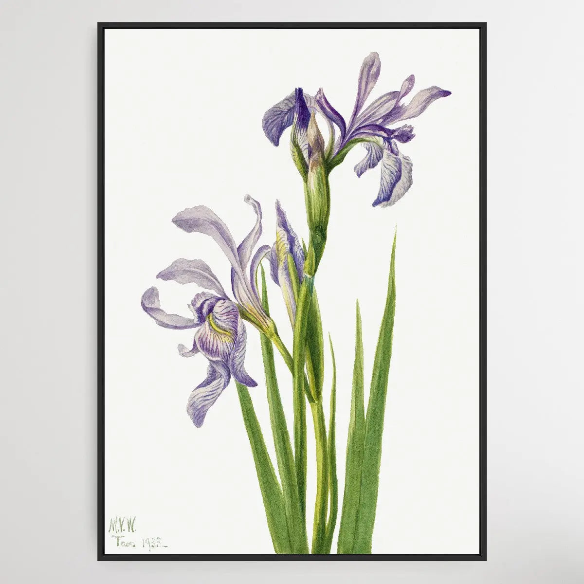 Iris missouriensis (1933) by Mary Vaux Walcott I Heart Wall Art Australia 