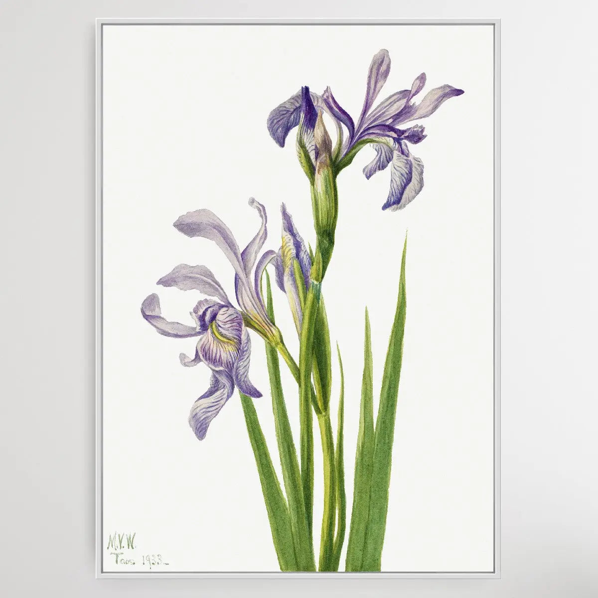 Iris missouriensis (1933) by Mary Vaux Walcott I Heart Wall Art Australia 