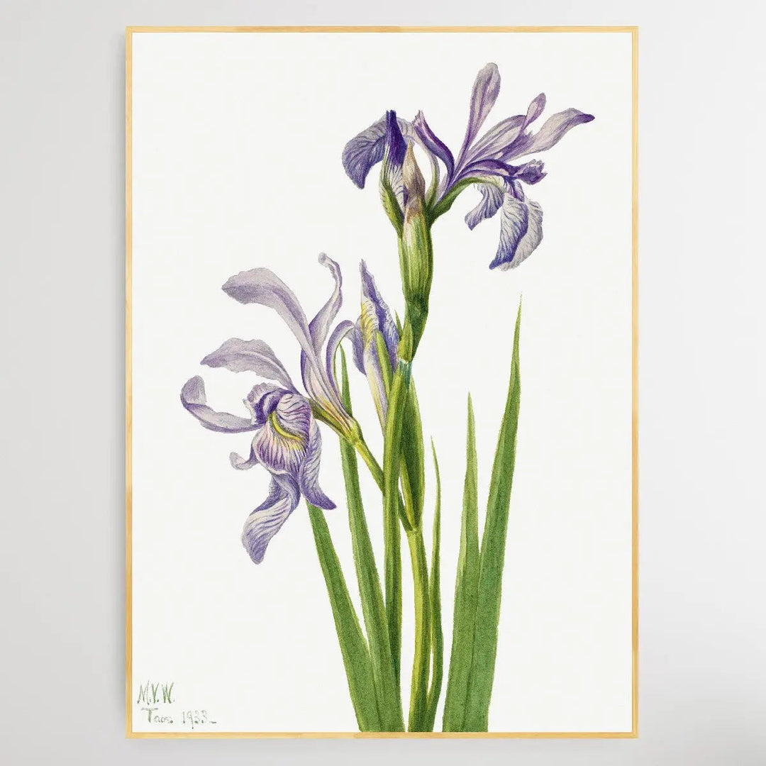 Iris missouriensis (1933) by Mary Vaux Walcott I Heart Wall Art Australia 
