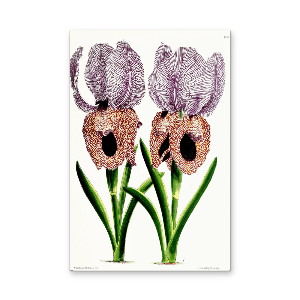 Iris of Flower artists of Kew from The Floral Magazine (1861 - 1881) by Worthington G. Smith, John N. Fitch and Walter H. Fitch - Botanical Illustration Stretched Canvas or Wall Art Print - I Heart Wall Art - Poster Print, Canvas Print or Framed Art Print
