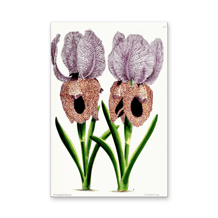 Iris of Flower artists of Kew from The Floral Magazine (1861 - 1881) by Worthington G. Smith, John N. Fitch and Walter H. Fitch - Botanical Illustration Stretched Canvas or Wall Art Print - I Heart Wall Art - Poster Print, Canvas Print or Framed Art Print