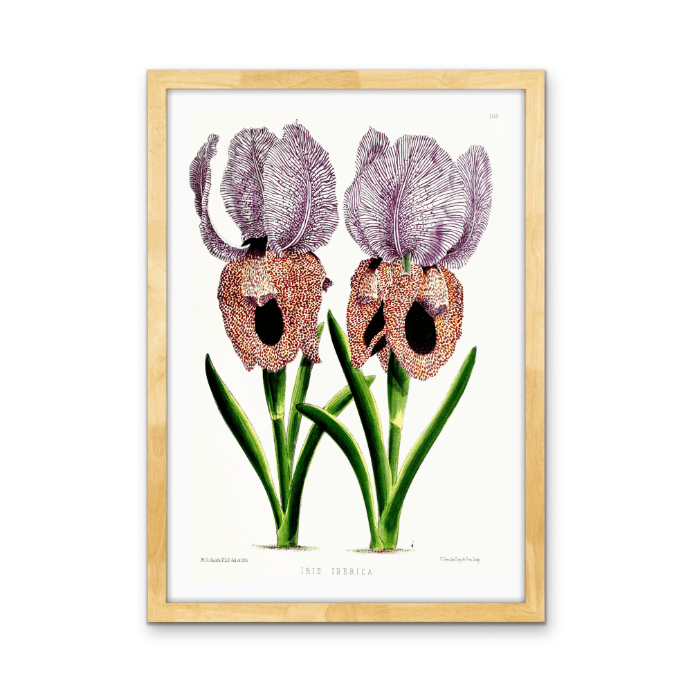 Iris of Flower artists of Kew from The Floral Magazine (1861 - 1881) by Worthington G. Smith, John N. Fitch and Walter H. Fitch - Botanical Illustration Stretched Canvas or Wall Art Print - I Heart Wall Art - Poster Print, Canvas Print or Framed Art Print