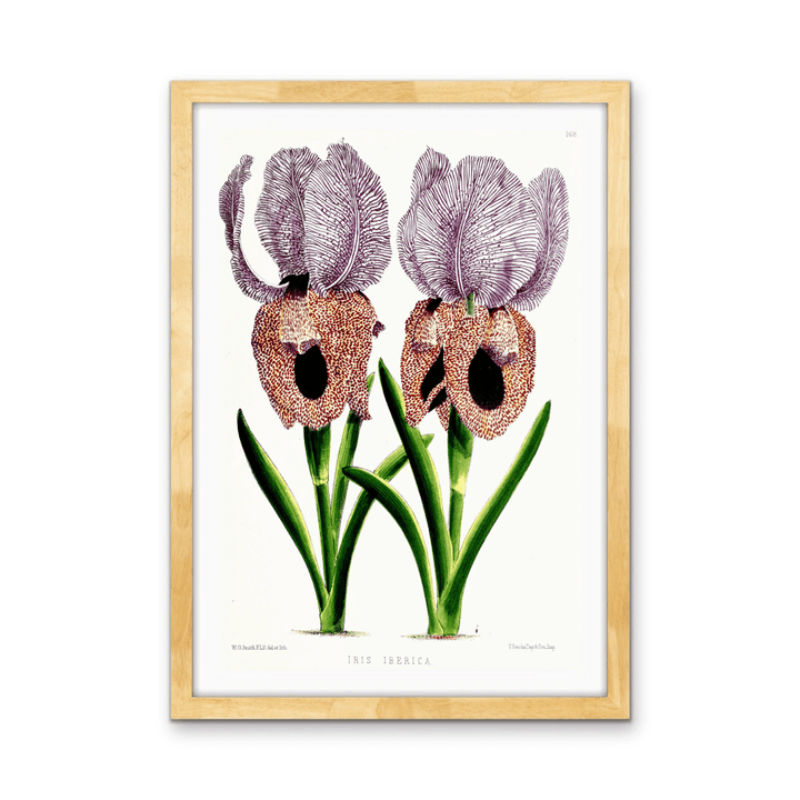 Iris of Flower artists of Kew from The Floral Magazine (1861 - 1881) by Worthington G. Smith, John N. Fitch and Walter H. Fitch - Botanical Illustration Stretched Canvas or Wall Art Print - I Heart Wall Art - Poster Print, Canvas Print or Framed Art Print