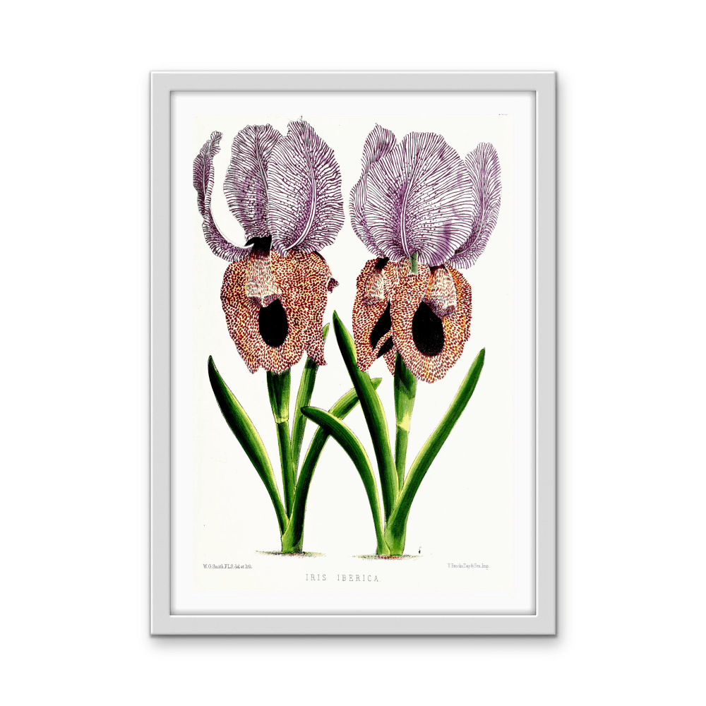 Iris of Flower artists of Kew from The Floral Magazine (1861 - 1881) by Worthington G. Smith, John N. Fitch and Walter H. Fitch - Botanical Illustration Stretched Canvas or Wall Art Print - I Heart Wall Art - Poster Print, Canvas Print or Framed Art Print