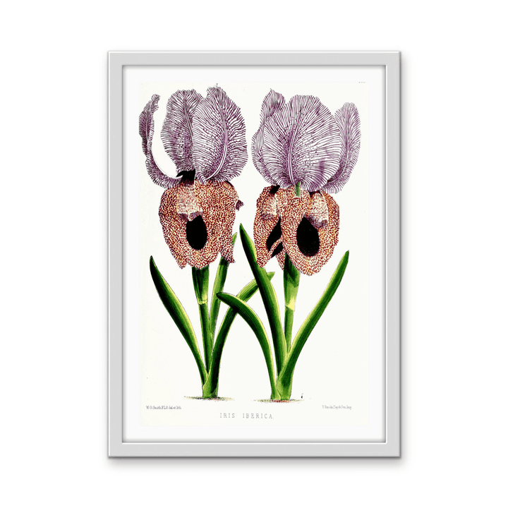 Iris of Flower artists of Kew from The Floral Magazine (1861 - 1881) by Worthington G. Smith, John N. Fitch and Walter H. Fitch - Botanical Illustration Stretched Canvas or Wall Art Print - I Heart Wall Art - Poster Print, Canvas Print or Framed Art Print