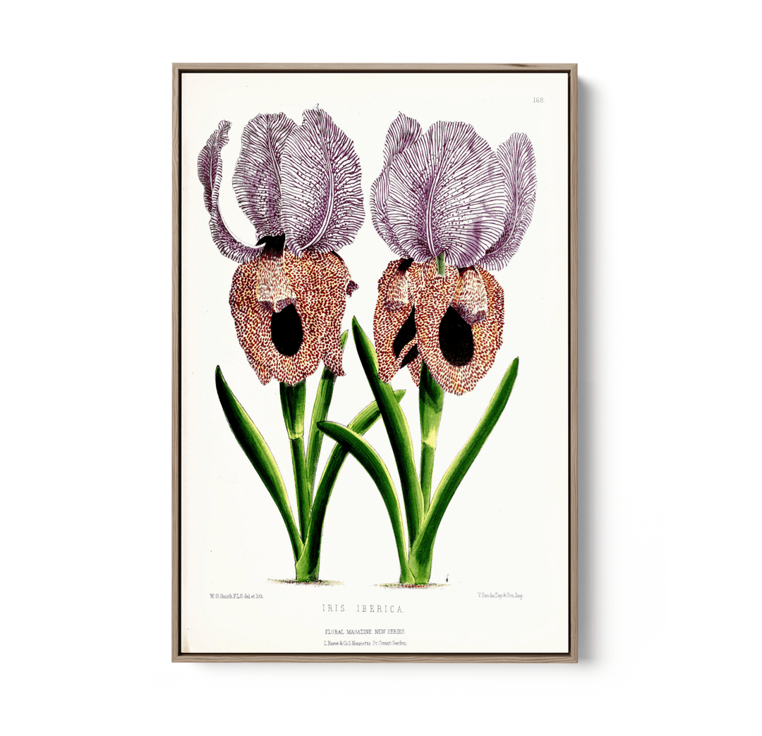 Iris of Flower artists of Kew from The Floral Magazine (1861 - 1881) by Worthington G. Smith, John N. Fitch and Walter H. Fitch - Botanical Illustration Stretched Canvas or Wall Art Print - I Heart Wall Art - Poster Print, Canvas Print or Framed Art Print