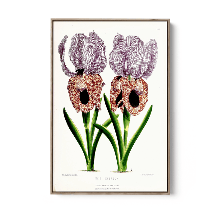Iris of Flower artists of Kew from The Floral Magazine (1861 - 1881) by Worthington G. Smith, John N. Fitch and Walter H. Fitch - Botanical Illustration Stretched Canvas or Wall Art Print - I Heart Wall Art - Poster Print, Canvas Print or Framed Art Print