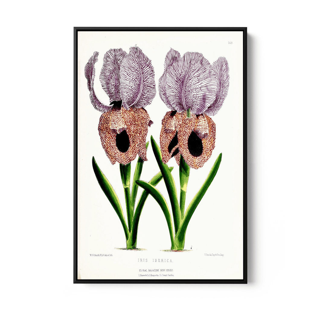 Iris of Flower artists of Kew from The Floral Magazine (1861 - 1881) by Worthington G. Smith, John N. Fitch and Walter H. Fitch - Botanical Illustration Stretched Canvas or Wall Art Print - I Heart Wall Art - Poster Print, Canvas Print or Framed Art Print