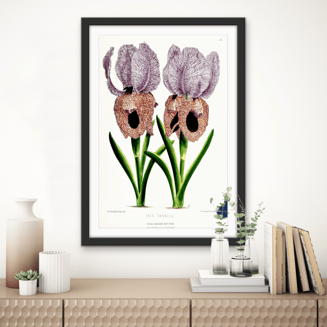 Iris of Flower artists of Kew from The Floral Magazine (1861 - 1881) by Worthington G. Smith, John N. Fitch and Walter H. Fitch - Botanical Illustration Stretched Canvas or Wall Art Print - I Heart Wall Art - Poster Print, Canvas Print or Framed Art Print