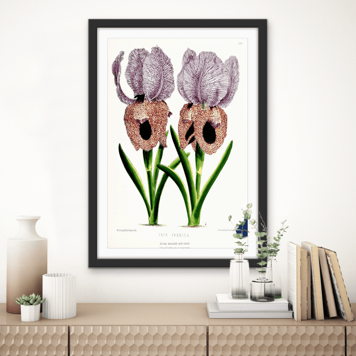 Iris of Flower artists of Kew from The Floral Magazine (1861 - 1881) by Worthington G. Smith, John N. Fitch and Walter H. Fitch - Botanical Illustration Stretched Canvas or Wall Art Print - I Heart Wall Art - Poster Print, Canvas Print or Framed Art Print