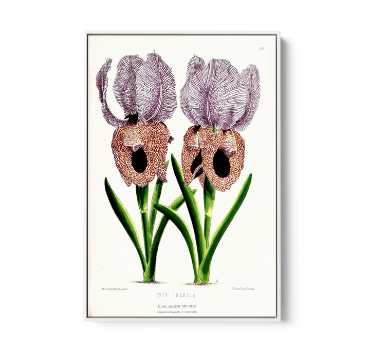 Iris of Flower artists of Kew from The Floral Magazine (1861 - 1881) by Worthington G. Smith, John N. Fitch and Walter H. Fitch - Botanical Illustration Stretched Canvas or Wall Art Print - I Heart Wall Art - Poster Print, Canvas Print or Framed Art Print