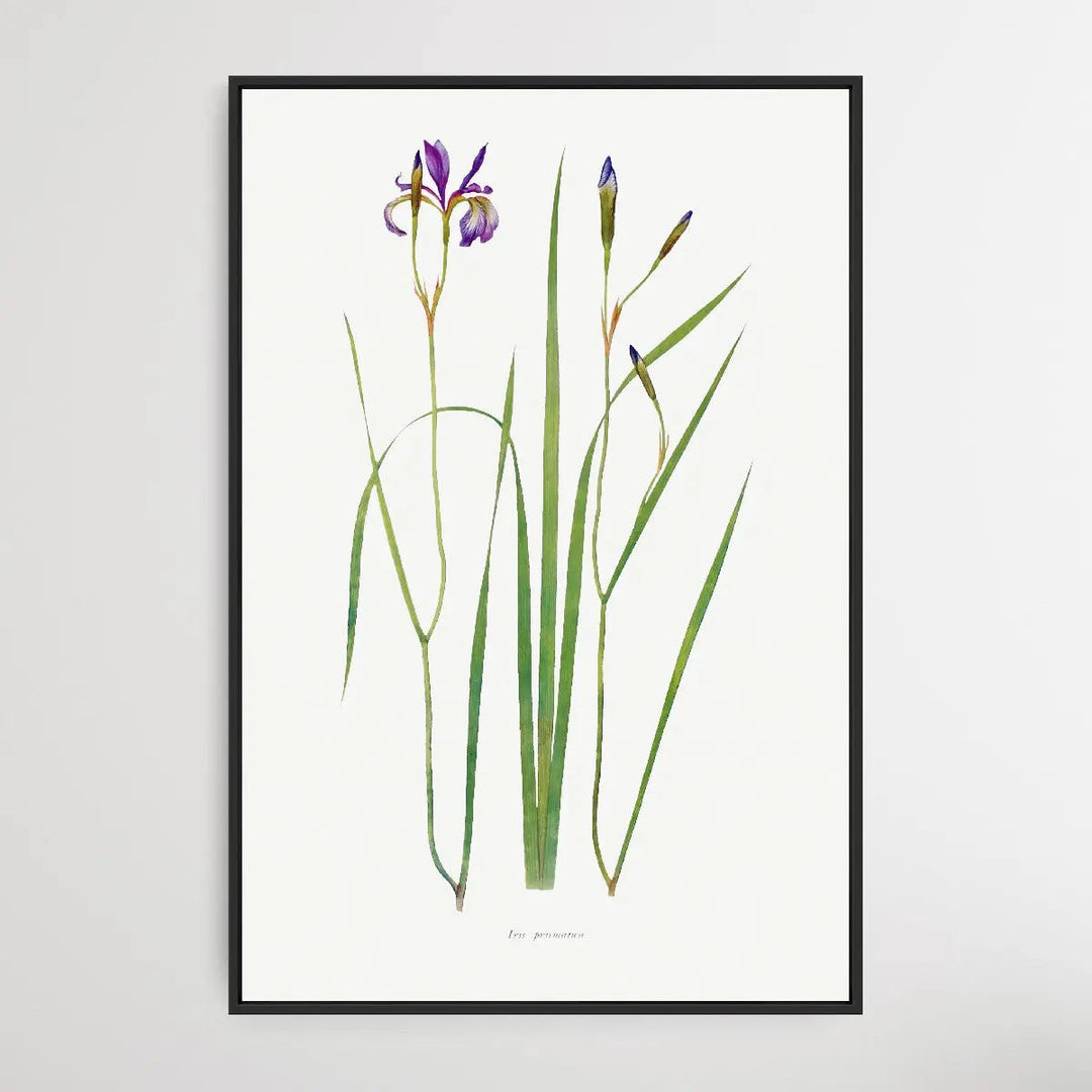 Iris Prismatica (1913) by William Rickatson Dykes I Heart Wall Art Australia 