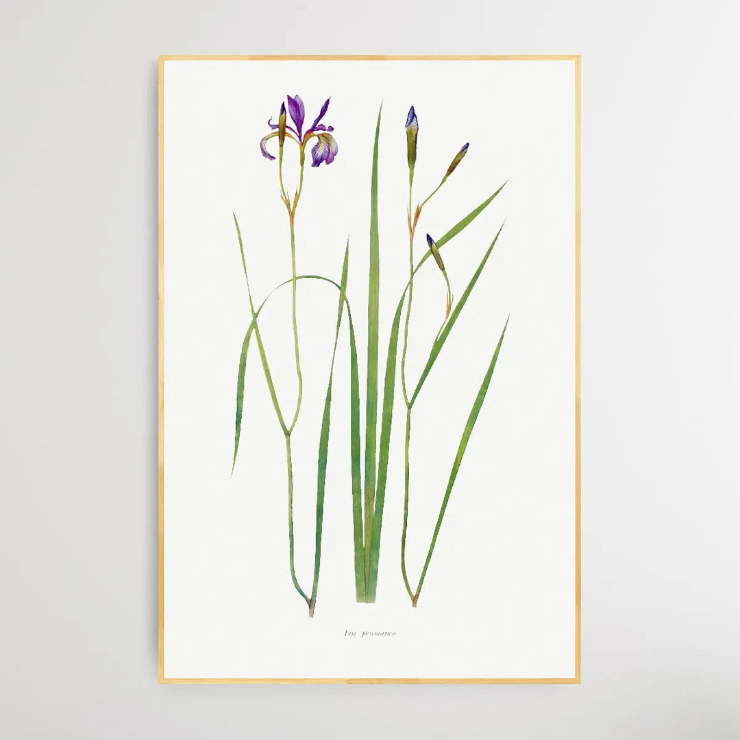 Iris Prismatica (1913) by William Rickatson Dykes I Heart Wall Art Australia 