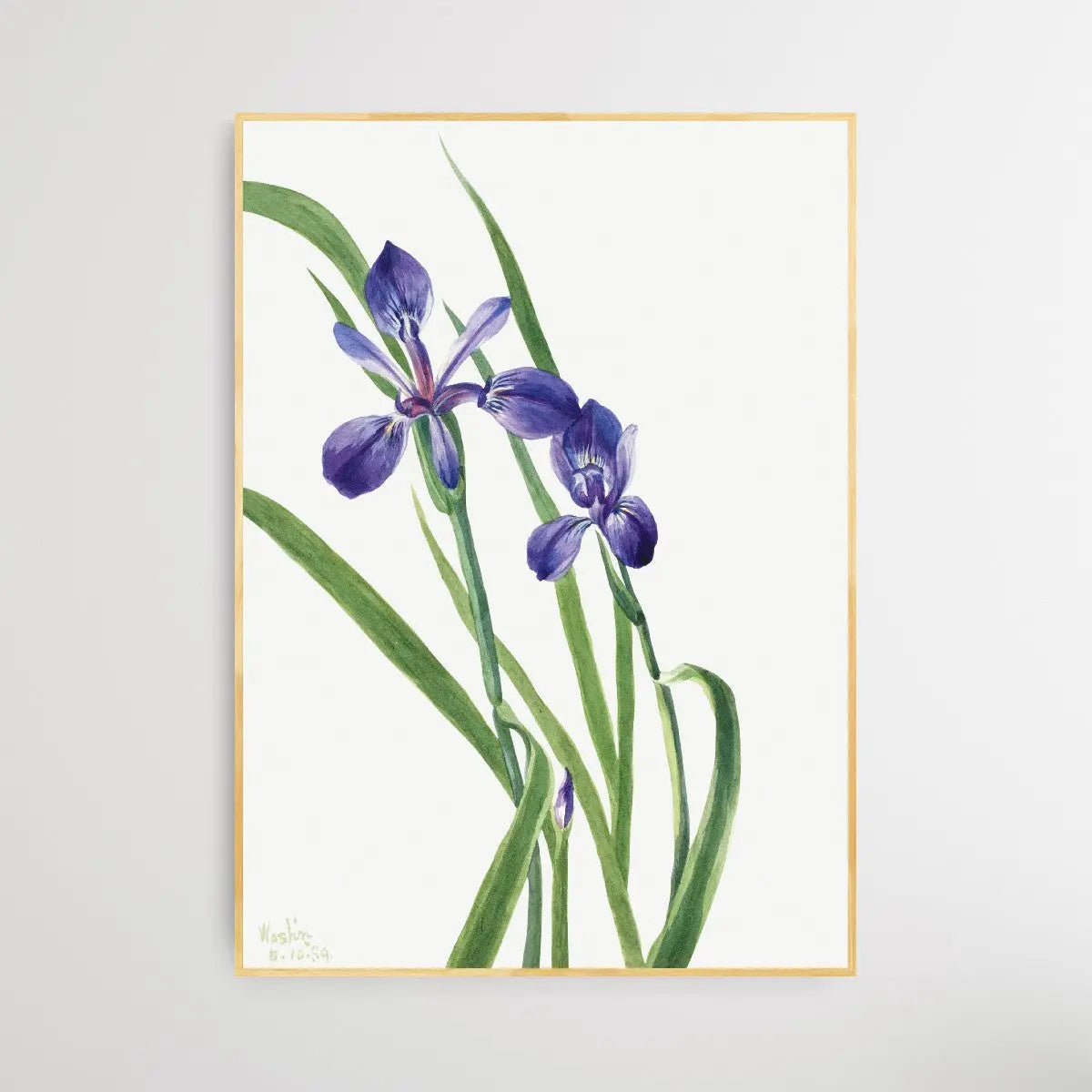 Iris Species (1939) by Mary Vaux Walcott - I Heart Wall Art