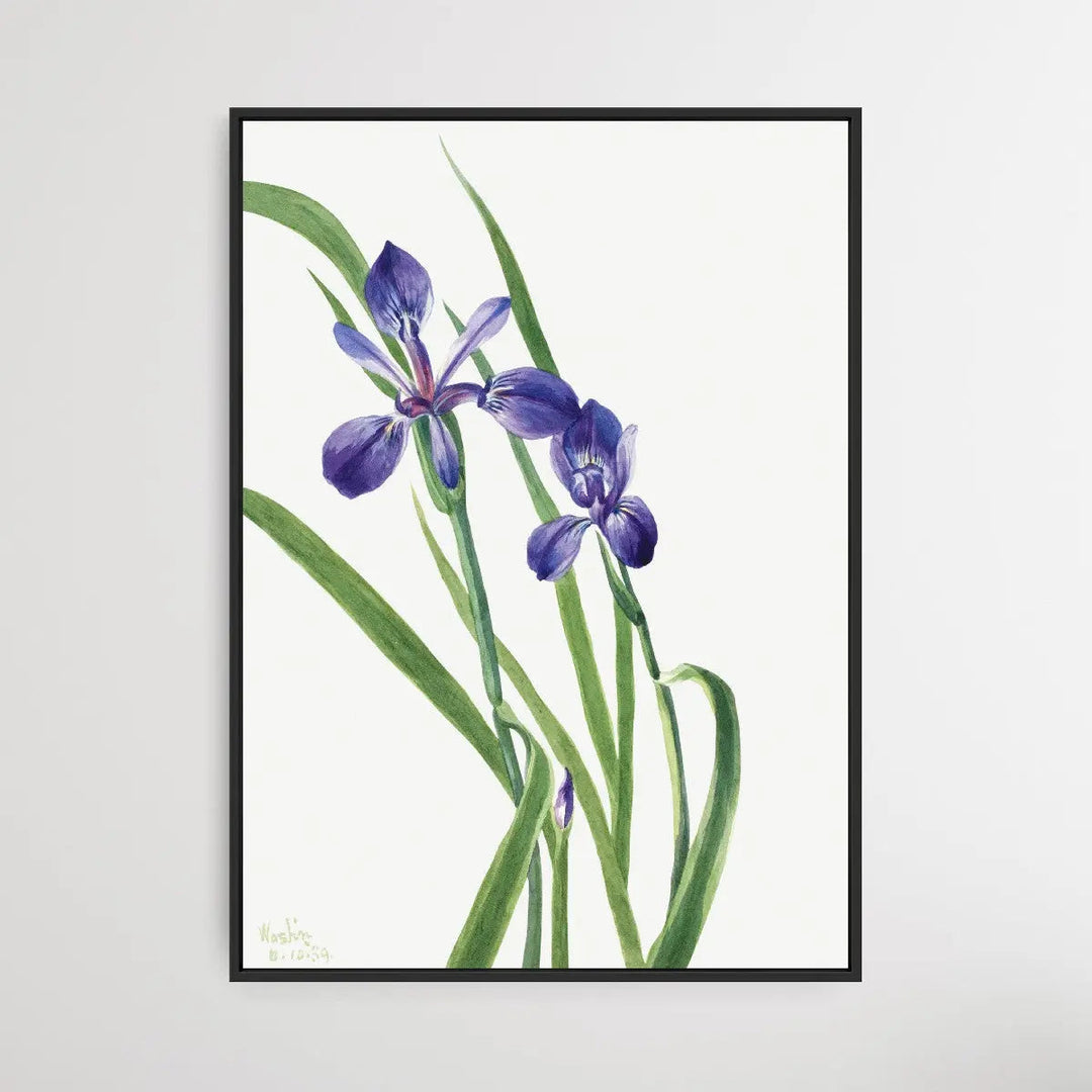 Iris Species (1939) by Mary Vaux Walcott - I Heart Wall Art