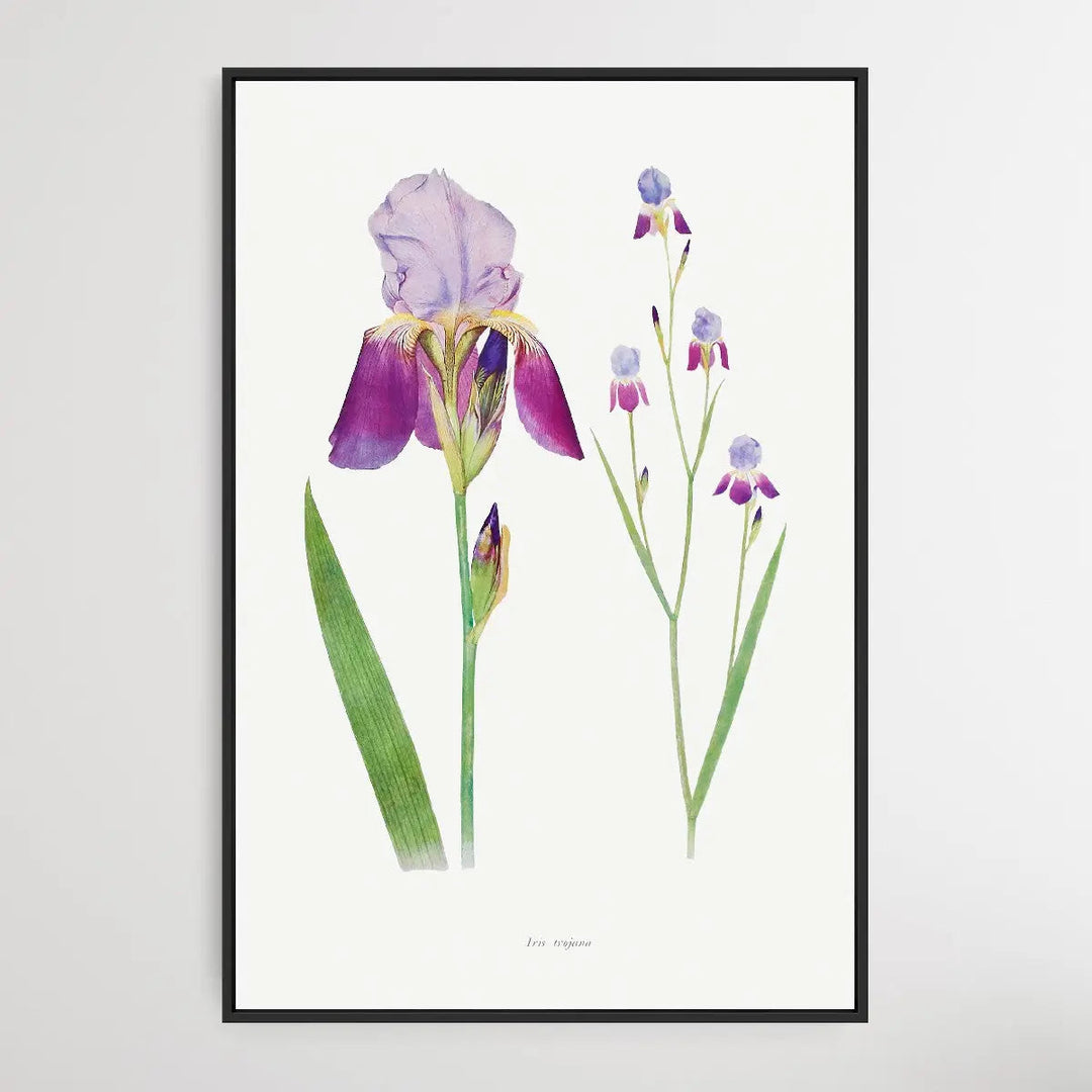 Iris Trojana from The genus Iris by William Rickatson Dykes (1877-1925) - I Heart Wall Art