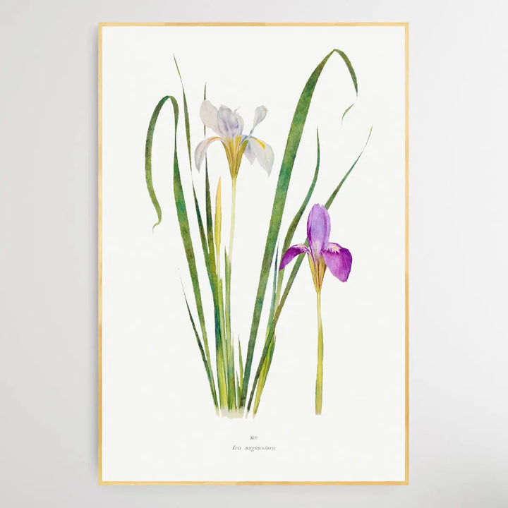 Iris Unguicularis The Genus Iris (1913) by William Rickatson Dykes - I Heart Wall Art
