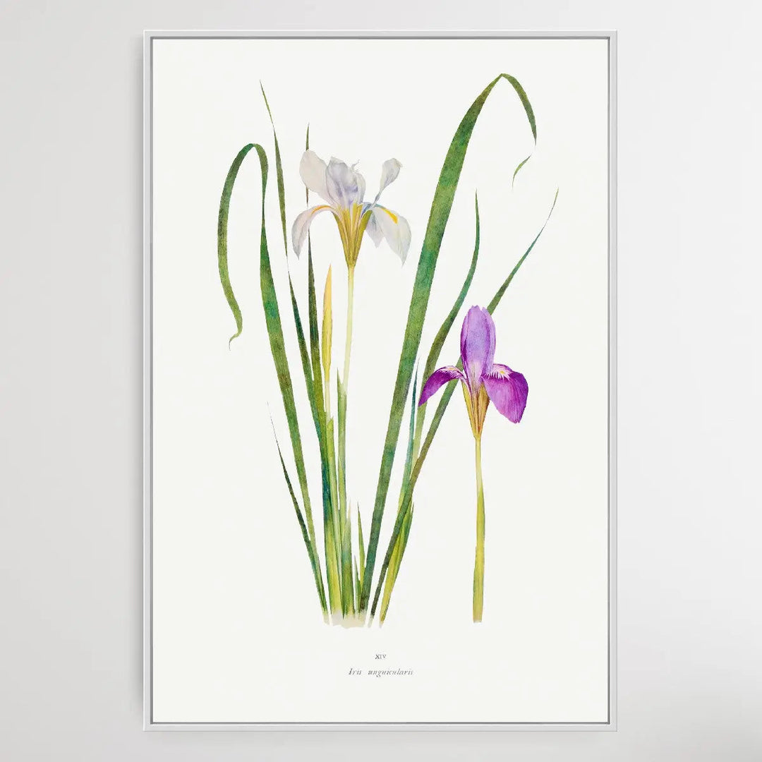 Iris Unguicularis The Genus Iris (1913) by William Rickatson Dykes - I Heart Wall Art