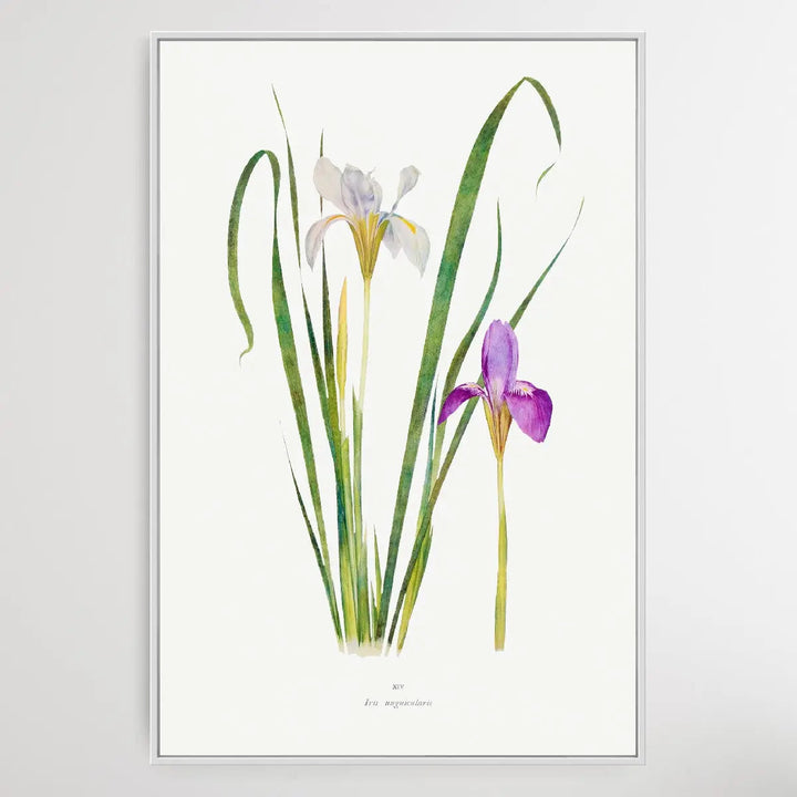 Iris Unguicularis The Genus Iris (1913) by William Rickatson Dykes - I Heart Wall Art