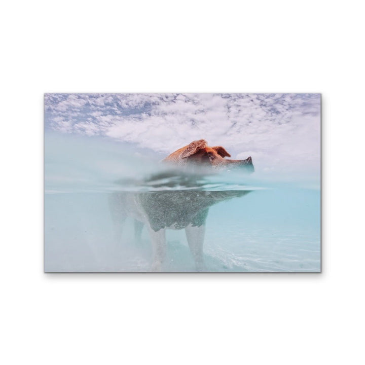 Island Pig - Bahamas Swimming Pig Photographic Art Print - I Heart Wall Art - Poster Print, Canvas Print or Framed Art Print