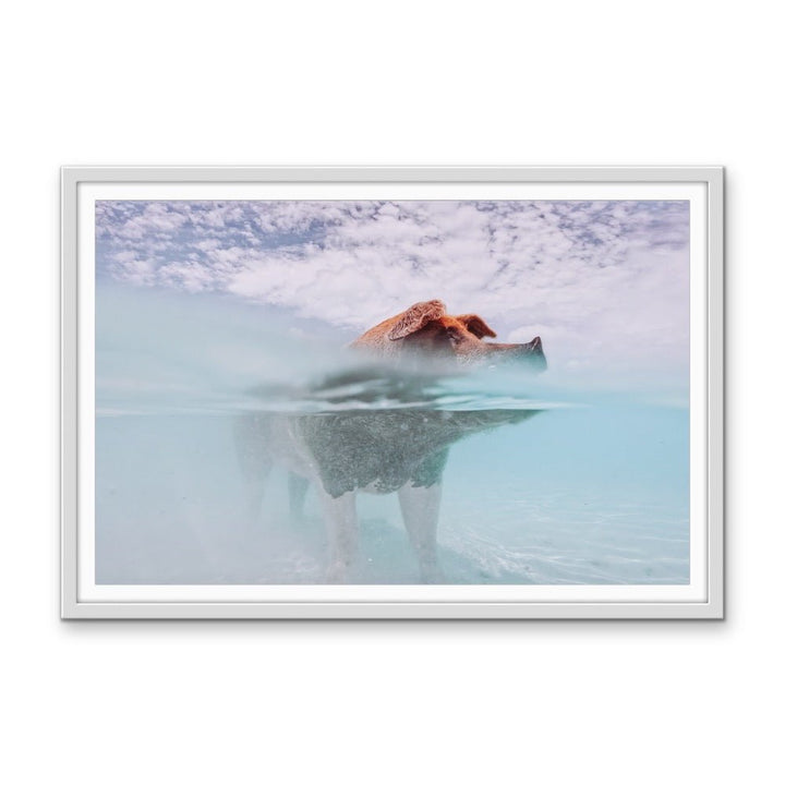 Island Pig - Bahamas Swimming Pig Photographic Art Print - I Heart Wall Art - Poster Print, Canvas Print or Framed Art Print