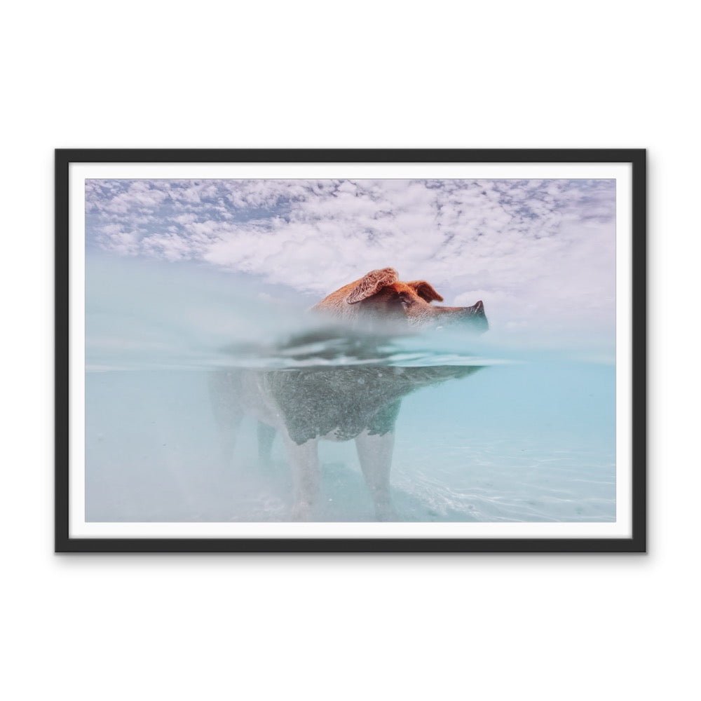 Island Pig - Bahamas Swimming Pig Photographic Art Print - I Heart Wall Art - Poster Print, Canvas Print or Framed Art Print