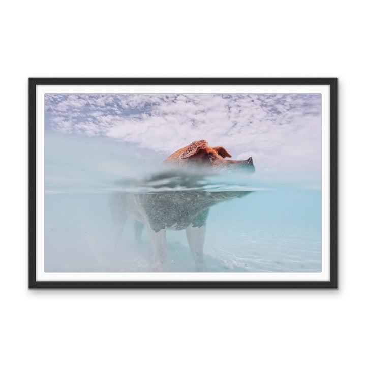 Island Pig - Bahamas Swimming Pig Photographic Art Print - I Heart Wall Art - Poster Print, Canvas Print or Framed Art Print