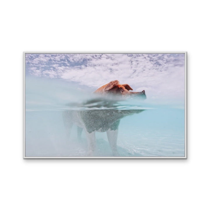 Island Pig - Bahamas Swimming Pig Photographic Art Print - I Heart Wall Art - Poster Print, Canvas Print or Framed Art Print